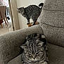 cat, tabby_cat, feline, pet, indoor, chair, armchair, furniture, table, curious, relaxed, gray, striped, domestic, home, cozy, animal, mammal, two_cats, resting