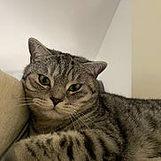 Gino joined the competition — help win amazing prizes! abyssinian, animal, blanket, cat, chair, couch, egyptiancat, furniture, kitten, manx, pet, siamese