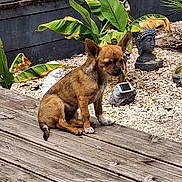 Ellie participe au concours pour gagner de l'argent avec cette photo : dog, brown_dog, small_dog, wooden_deck, plants, green_leaves, garden, garden_statues, buddha_statue, outdoor, sunlight, pet, animal, nature, rock_garden, decor, calm, sitting, daytime, peaceful