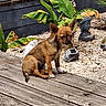 dog, brown_dog, small_dog, wooden_deck, plants, green_leaves, garden, garden_statues, buddha_statue, outdoor, sunlight, pet, animal, nature, rock_garden, decor, calm, sitting, daytime, peaceful