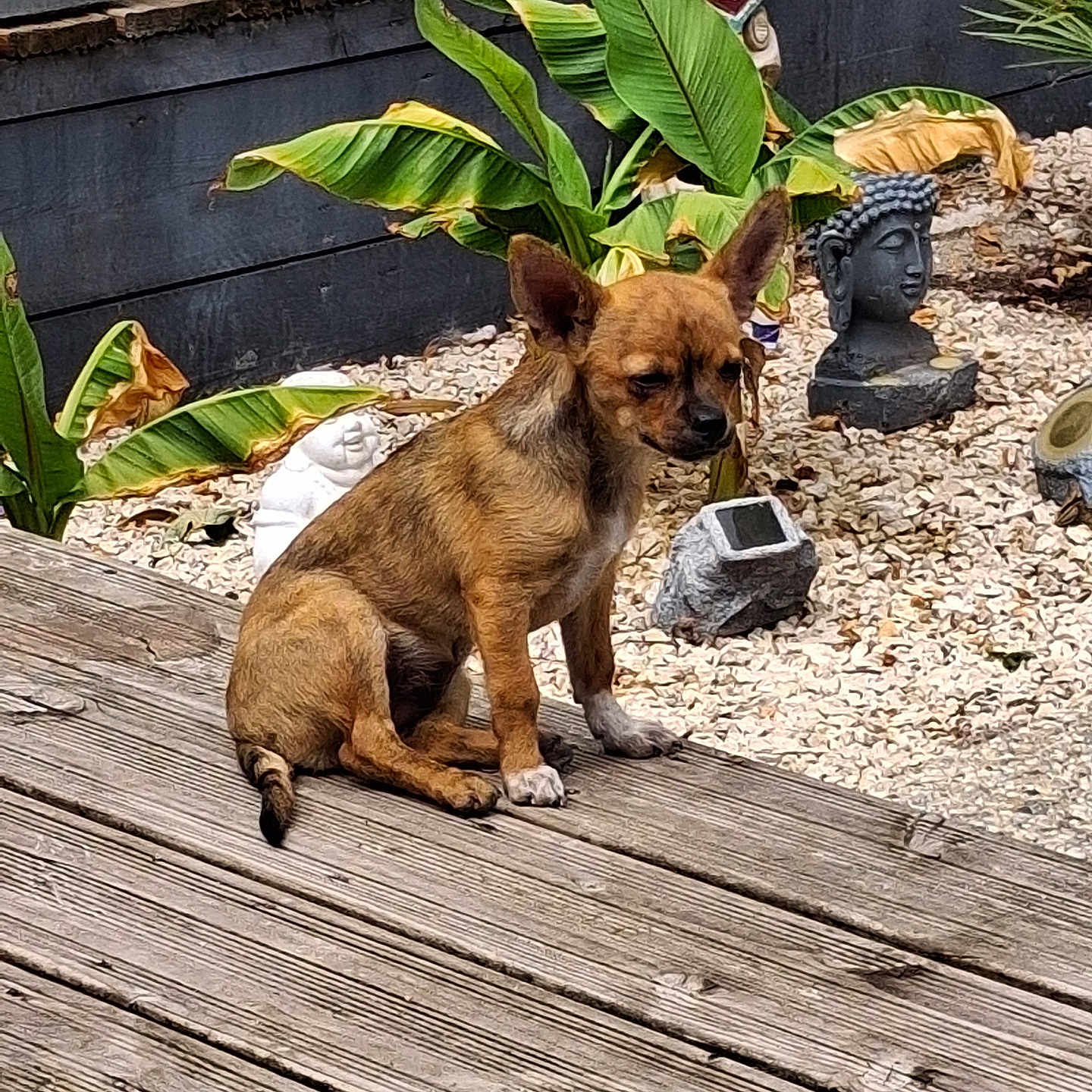 Ellie participe au concours pour gagner de l'argent avec cette photo : dog, brown_dog, small_dog, wooden_deck, plants, green_leaves, garden, garden_statues, buddha_statue, outdoor, sunlight, pet, animal, nature, rock_garden, decor, calm, sitting, daytime, peaceful