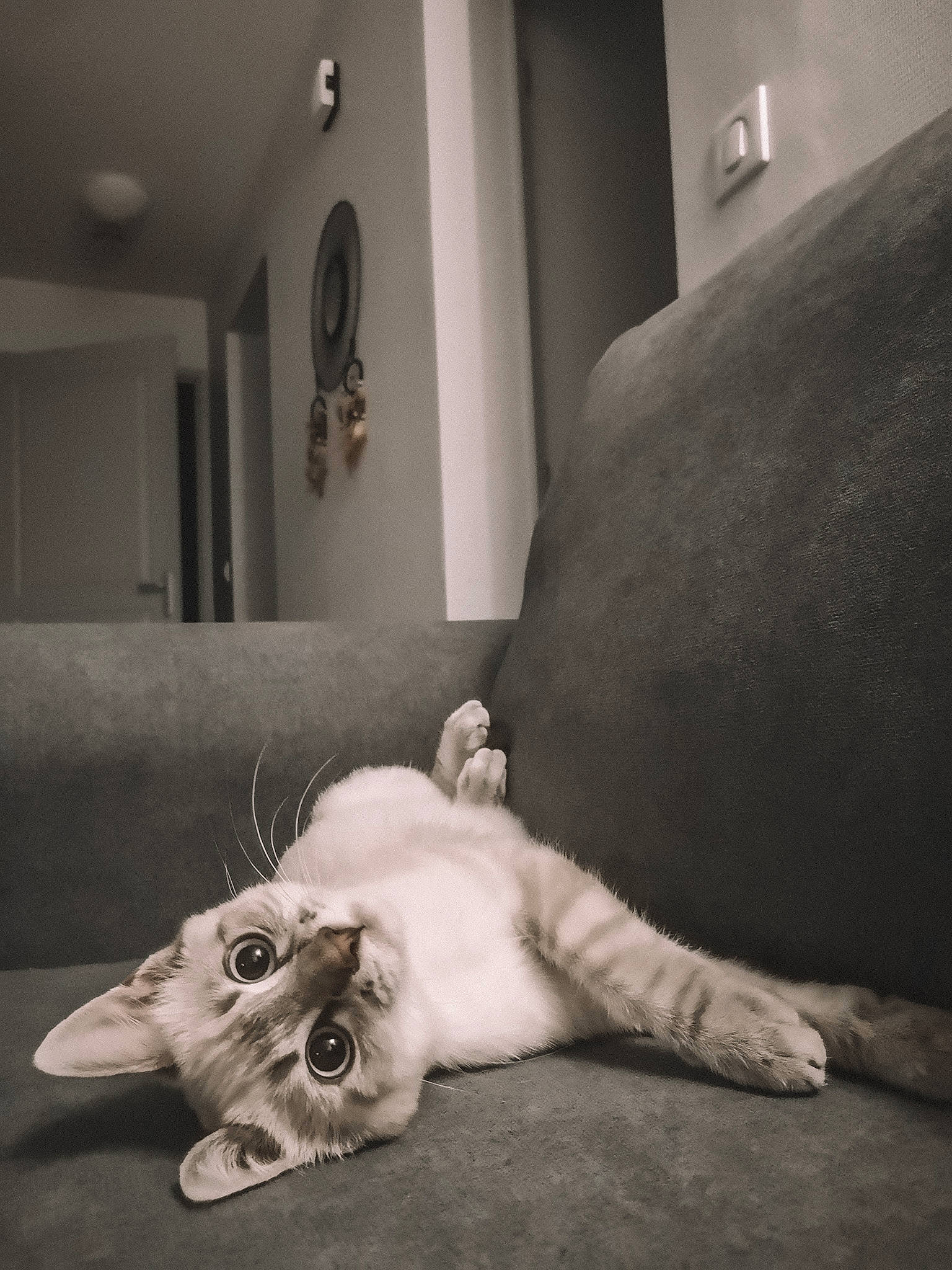 Olaf participe au concours pour gagner de l'argent avec cette photo : asian, black_and_white, burmilla, carnivore, cat, domestic_short_haired_cat, ear, european_shorthair, eye, felidae, fur, kitten, monochrome, paw, polydactyl_cat, small_to_medium_sized_cats, snapshot, tail, whiskers, white
