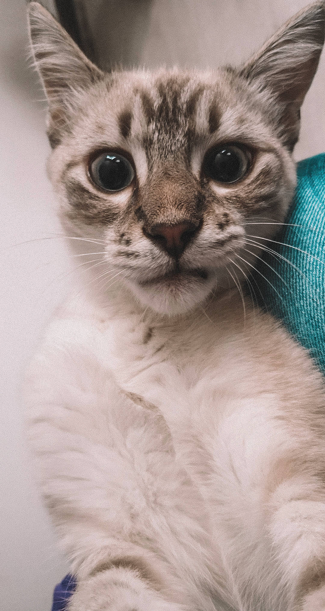 Olaf participe au concours pour gagner de l'argent avec cette photo : american_curl, asian, australian_mist, carnivore, cat, close_up, domestic_short_haired_cat, egyptian_mau, eye, felidae, kitten, mammal, nose, oriental_longhair, singapura, small_to_medium_sized_cats, snout, tonkinese, vertebrate, whiskers