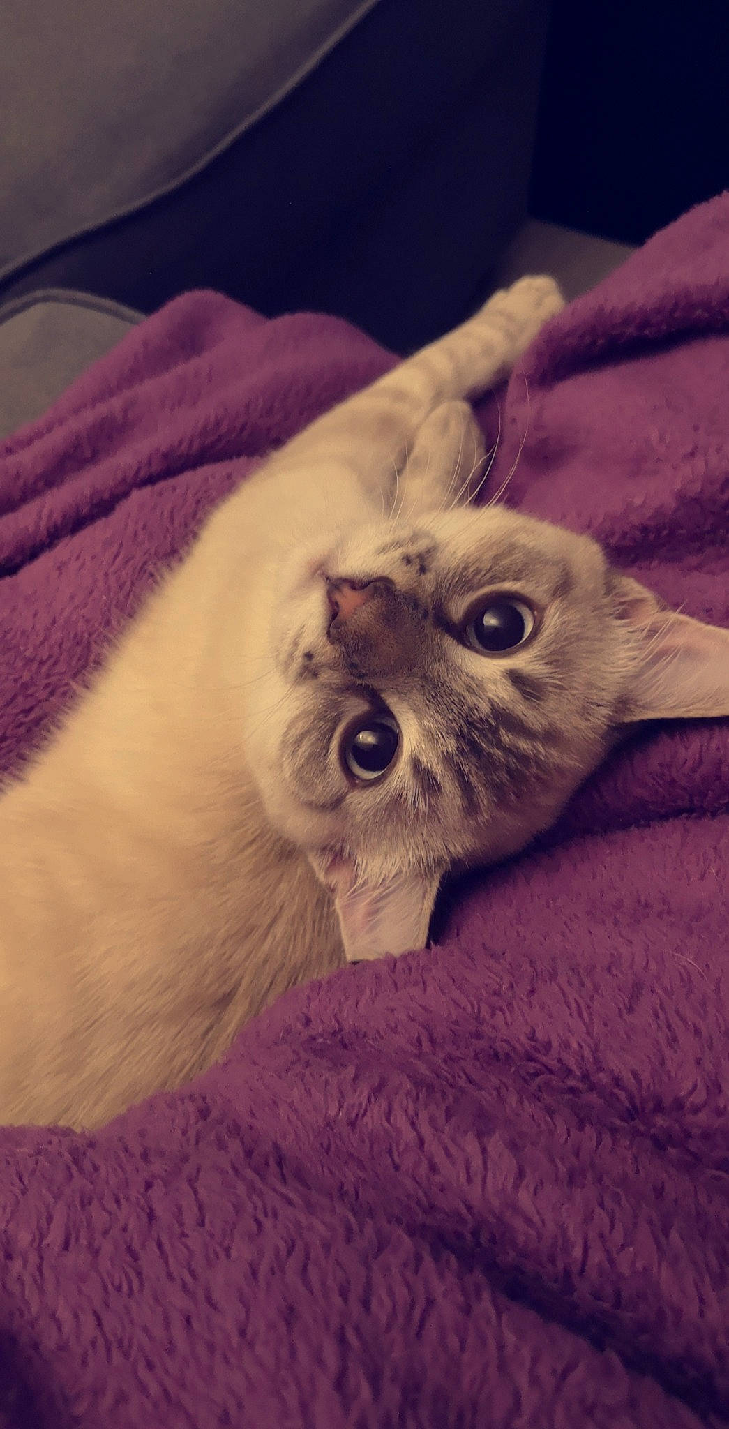 Olaf participe au concours pour gagner de l'argent avec cette photo : asian, british_shorthair, burmilla, carnivore, cat, eye, fawn, felidae, fur, kitten, mammal, small_to_medium_sized_cats, snout, tonkinese, whiskers