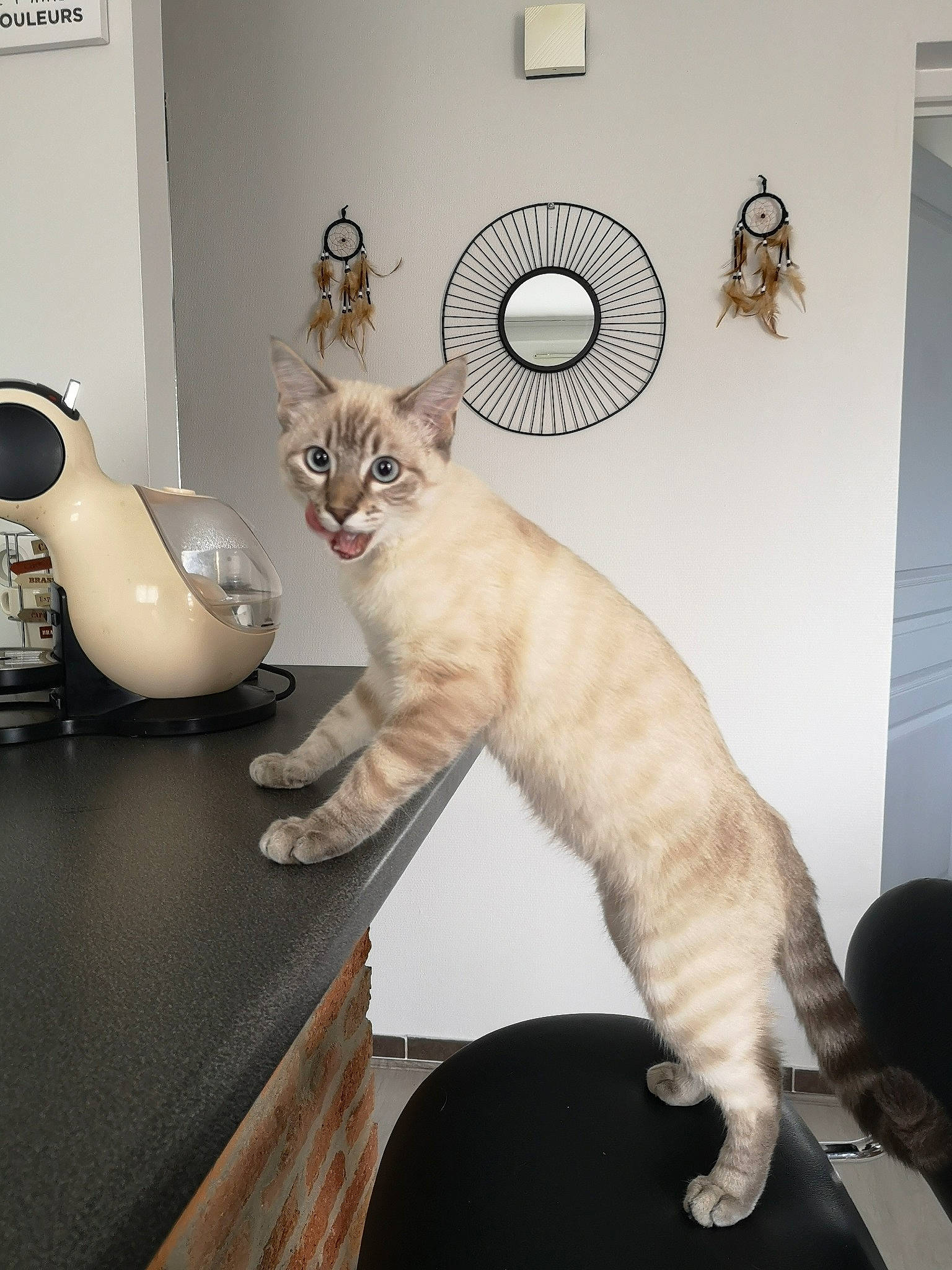Olaf a rejoint le concours — aidez-le/la à gagner de superbes lots ! asian, carnivore, cat, domestic_short_haired_cat, european_shorthair, fawn, felidae, floor, fur, kitten, paw, room, sink, small_to_medium_sized_cats, tail, thai, whiskers