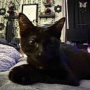 Oli joined the competition — help win amazing prizes! cat, black_cat, pet, close_up, indoor, blanket, bedroom, shelf, wall_decor, ivy, plants, curtains, monitor, butterfly_decor, skull_decoration, cozy, paws, whiskers, ears, portrait