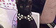 Oli joined the competition — help win amazing prizes! cat, black_cat, kitten, bow_tie, pet, sitting, indoor, pillow, backpack, blanket, eyes, ears, straight_face, accessory, furniture, portrait, cozy, young_animal, adorable, looking_at_camera