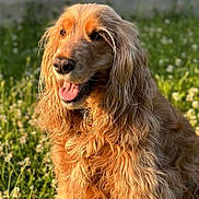 Kea participe au concours pour gagner de l'argent avec cette photo : animal, canine, closeup, daylight, dog, field, flower, fur, golden_retriever, grass, greenery, happy, mammal, nature, outdoor, pet, portrait, summer, sunlight, tongue_out