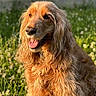 animal, canine, closeup, daylight, dog, field, flower, fur, golden_retriever, grass, greenery, happy, mammal, nature, outdoor, pet, portrait, summer, sunlight, tongue_out