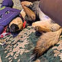 dog, lying_down, indoor, rug, plush_toy, purple, relaxed, pet, fur, collar, paws, tail, carpet, toy, sleeping, canine, home, comfort, animal, resting