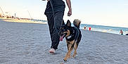 Achilles joined the competition — help win amazing prizes! barefoot, beach, cap, casual_clothing, dog, happy, leash, man, ocean, outdoor, pet, rope_toy, sand, shore, sky, summer, sunlight, tattoos, walking, water