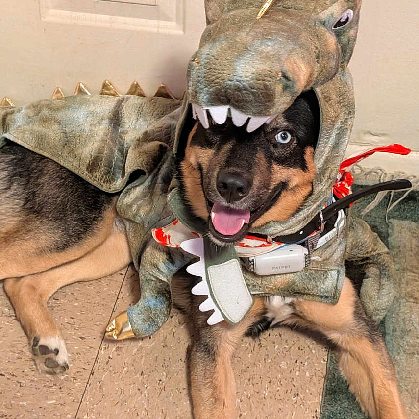 Achilles is registered to the contest to win money with this photo: accessory, animal, black, brown, collar, costume, cute, dinosaur, dog, floor, funny, fur, happy, indoor, lying_down, pet, playful, smiling, tile, tongue_out