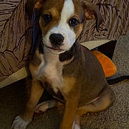 Jezebel is registered to the contest to win money with this photo: puppy, dog, pet, carpet, toy, indoor, brown, white, face, ears, sitting, curious, closeup, young, animal, cute, furry, domestic, companion, background