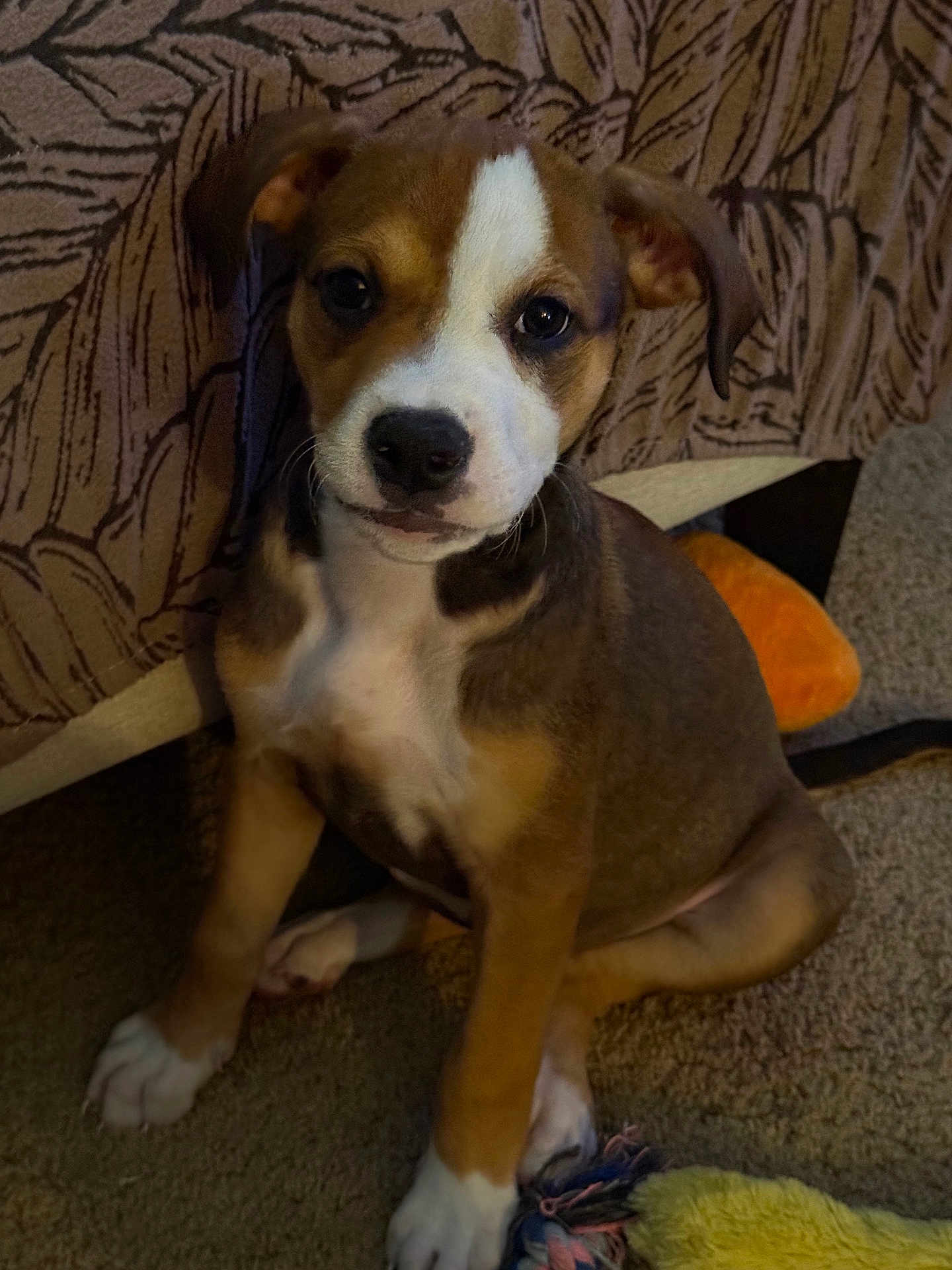Jezebel is registered to the contest to win money with this photo: puppy, dog, pet, carpet, toy, indoor, brown, white, face, ears, sitting, curious, closeup, young, animal, cute, furry, domestic, companion, background
