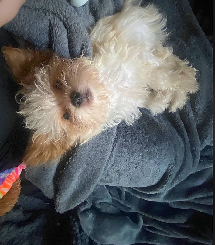 Mia joined the competition — help win amazing prizes! canidae, carnivore, companion_dog, dog, dog_breed, dog_clothes, dog_collar, dog_supply, fawn, fur, labradoodle, liver, puppy_love, shih_poo, small_terrier, snout, terrier, toy, toy_dog, working_animal