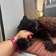 Moogly a rejoint le concours — aidez-le/la à gagner de superbes lots ! cat, black_cat, sleeping, hand, bracelet, wooden_post, rug, striped_rug, indoor, cozy, pet, feline, relaxation, fur, paw, resting, human_hand, nail_polish, comfort, domestic_animal