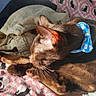 Champurrado is registered to the contest to win money with this photo: cat, feline, pet, brown_cat, short_hair, blue_collar, bow, grooming, sleeping, curled_up, paw, whiskers, ears, tail, blanket, cat_pattern, bed, sunlight, indoors, cozy