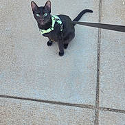 Champurrado is registered to the contest to win money with this photo: black_cat, cat, kitten, harness, leash, outdoor, sidewalk, concrete, urban, walking, standing, animal, pet, green_harness, black_fur, bright_eyes, pointed_ears, curled_tail, full_body, photography
