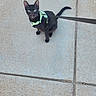 black_cat, cat, kitten, harness, leash, outdoor, sidewalk, concrete, urban, walking, standing, animal, pet, green_harness, black_fur, bright_eyes, pointed_ears, curled_tail, full_body, photography