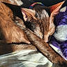 Champurrado is registered to the contest to win money with this photo: cat, sleeping, pet, furry, brown_fur, animal, cute, cozy, stuffed_toy, plush_toy, purple, white, sunlight, sunbeam, bed, blanket, indoors, relaxed, curled_up, paw