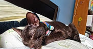 Champurrado joined the competition — help win amazing prizes! cat, sleeping, brown_cat, pet, collar, bed, pillow, bedroom, indoors, relaxed, cute, furry, whiskers, closed_eyes, animal, nap, cozy, bedding, headboard, home