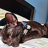 cat, sleeping, brown_cat, pet, collar, bed, pillow, bedroom, indoors, relaxed, cute, furry, whiskers, closed_eyes, animal, nap, cozy, bedding, headboard, home