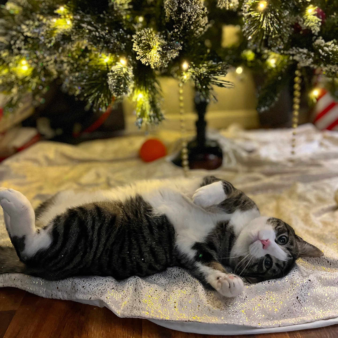 Georgie is registered to the contest to win money with this photo: accessories, animal, architecture, building, cat, christmas, christmasdecorations, christmastree, conifer, couch, festival, fir, furniture, hardwood, kitten, manx, pet, plant, tree, wood
