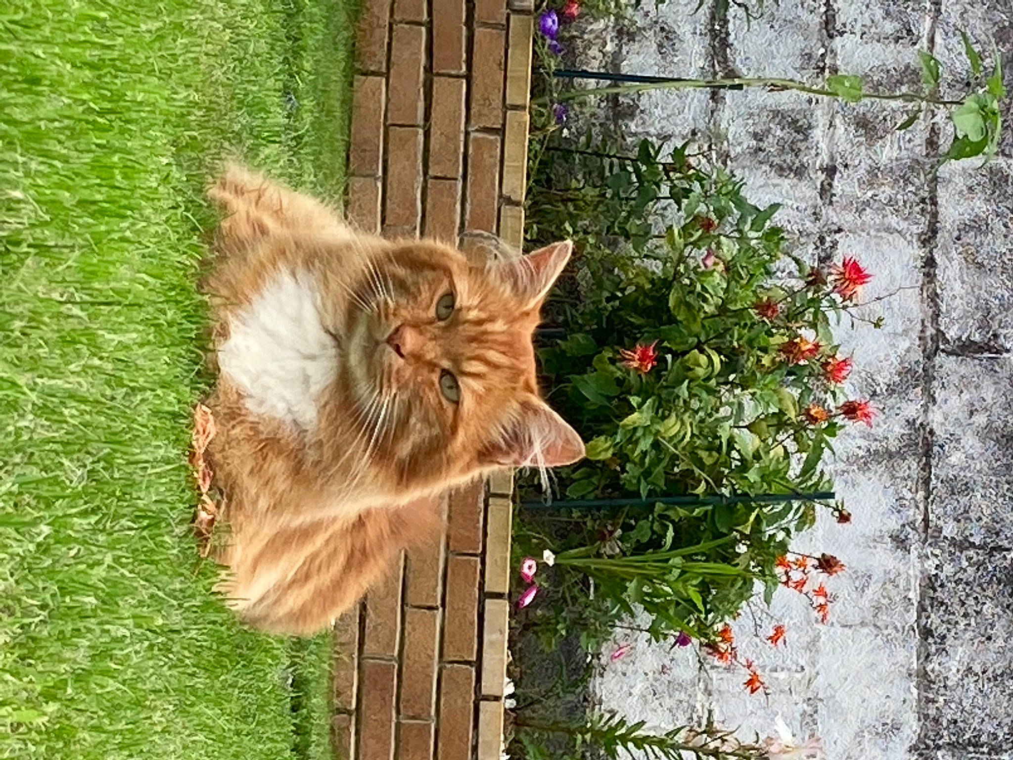 Reginald joined the competition — help win amazing prizes! art, carnivore, cat, domestic_short_haired_cat, fawn, felidae, flower, flowerpot, fur, grass, house, mammal, plant, small_to_medium_sized_cats, tail, tree, vertebrate, whiskers, window, wood