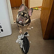 Lokee joined the competition — help win amazing prizes! dog, french_bulldog, toy, stuffed_animal, carpet, indoor, pet, chewed_toy, destruction, animal, ears, looking_up, curious, mischievous, home, doorway, laundry_basket, soft_toy, fluffy, playful