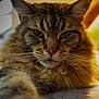 Minette a rejoint le concours — aidez-le/la à gagner de superbes lots ! cat, tabby, fluffy, pet, animal, indoor, closeup, paw, fur, whiskers, feline, relaxed, portrait, mammal, domestic, cute, laying, face, eyes, cozy