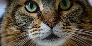 Minette a rejoint le concours — aidez-le/la à gagner de superbes lots ! cat, tabby, close_up, green_eyes, whiskers, fluffy, feline, portrait, animal, pet, fur, face, ears, muzzle, indoor, curious, cute, mammal, soft, focused