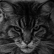 Minette participe au concours pour gagner de l'argent avec cette photo : cat, tabby, close_up, black_and_white, whiskers, fur, animal, pet, face, portrait, intense, feline, eyes, muzzle, ears, wild, soft_light, texture, domestic_animal, expression