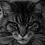 cat, tabby, close_up, black_and_white, whiskers, fur, animal, pet, face, portrait, intense, feline, eyes, muzzle, ears, wild, soft_light, texture, domestic_animal, expression