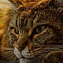 Minette a rejoint le concours — aidez-le/la à gagner de superbes lots ! cat, tabby_cat, close_up, face, whiskers, fur, eyes, pet, animal, domestic_animal, laying_down, resting, sleepy, relaxed, indoor, portrait, mammal, feline, soft_light, cozy