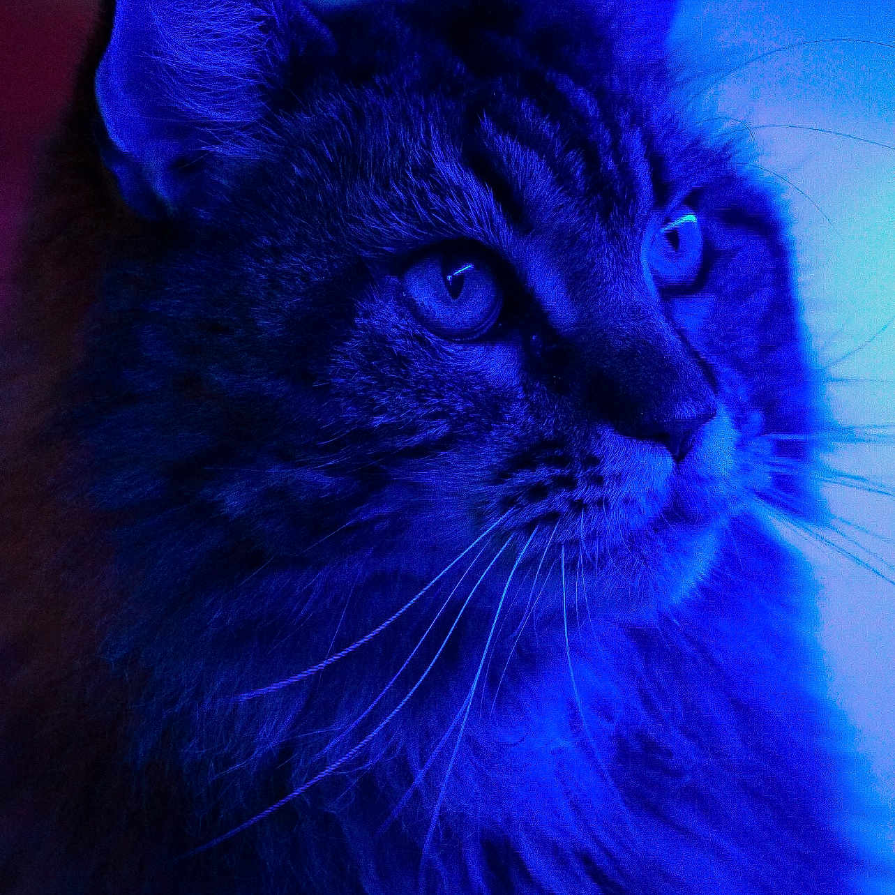 Minette a rejoint le concours — aidez-le/la à gagner de superbes lots ! animal, blue_light, calm, cat, close_up, cute, ears, eyes, face, feline, fluffy, fur, indoor, majestic, mystical, pet, portrait, profile, soft_light, whiskers