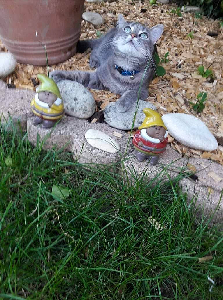 Myrtille participe au concours pour gagner de l'argent avec cette photo : backyard, felidae, flowerpot, garden, gas, grass, houseplant, lawn_ornament, litter, plant, sculpture, soil, tail, waste, wood, yard