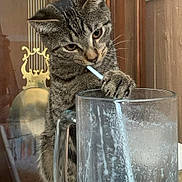 Franklin is registered to the contest to win money with this photo: cat, tabby_cat, glass_mug, straw, paw, frosty_glass, curious, indoor, wooden_cabinet, pendulum_clock, decorative, drinking, close_up, pet, animal, cute, feline, home, domestic, curiosity