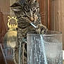 cat, tabby_cat, glass_mug, straw, paw, frosty_glass, curious, indoor, wooden_cabinet, pendulum_clock, decorative, drinking, close_up, pet, animal, cute, feline, home, domestic, curiosity
