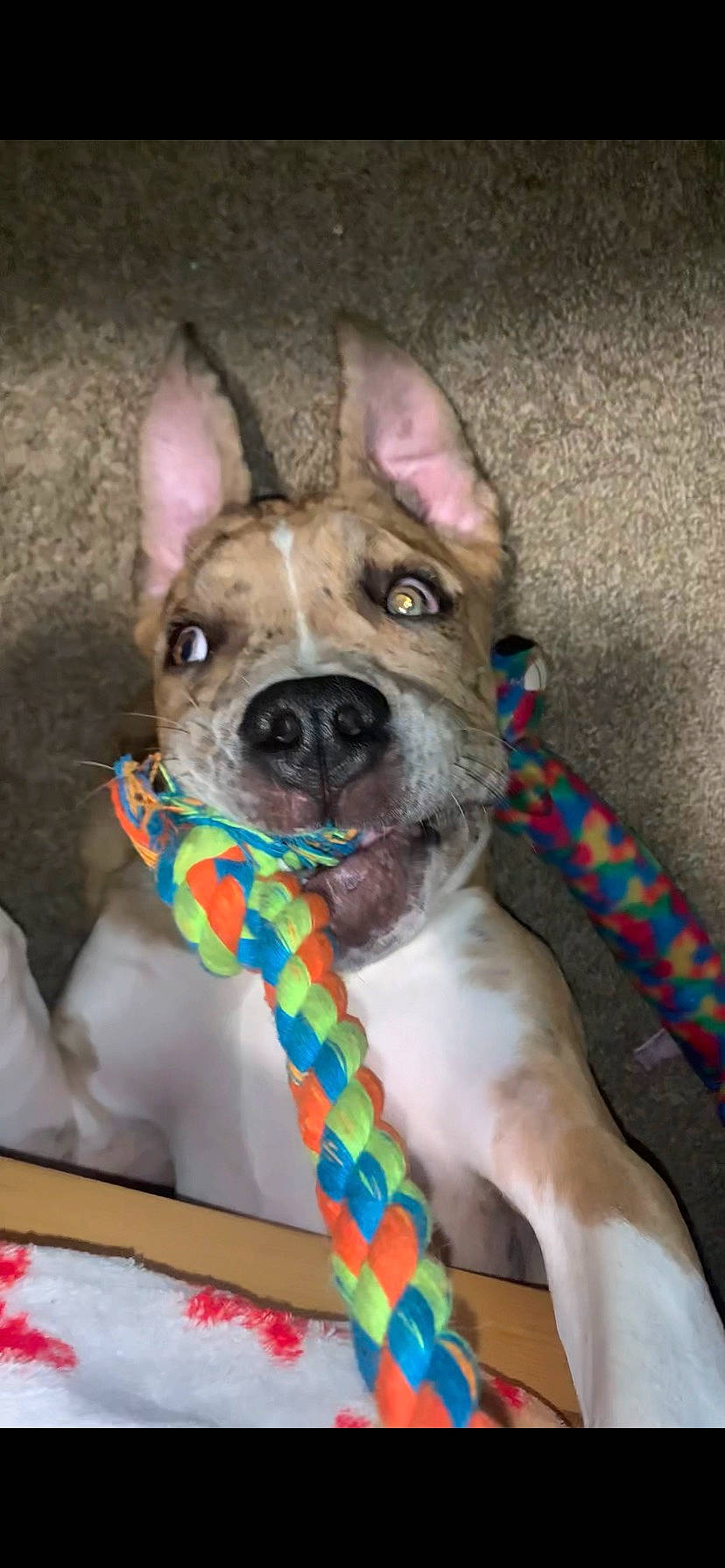 Chloe is registered to the contest to win money with this photo: canidae, carnivore, collar, companion_dog, dog, dog_breed, dog_collar, dog_supply, ear, fashion_accessory, fawn, linens, pattern, pet_supply, sporting_group, tail, toy_dog, whiskers, working_animal, wrinkle