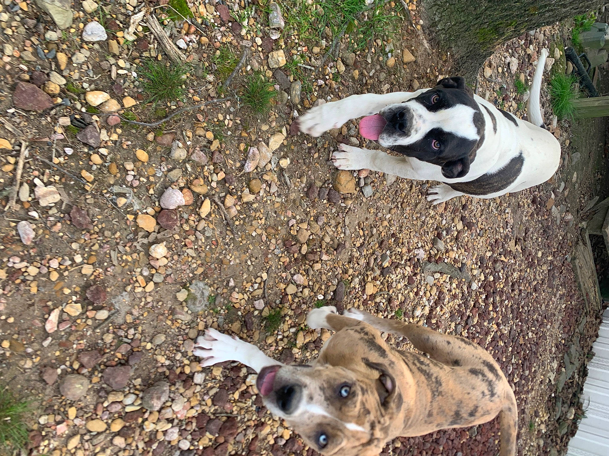 Chloe is registered to the contest to win money with this photo: canidae, carnivore, companion_dog, dog, dog_breed, dog_supply, fawn, fur, grass, non_sporting_group, plant, road_surface, snout, soil, sporting_group, tail, terrestrial_animal, working_animal