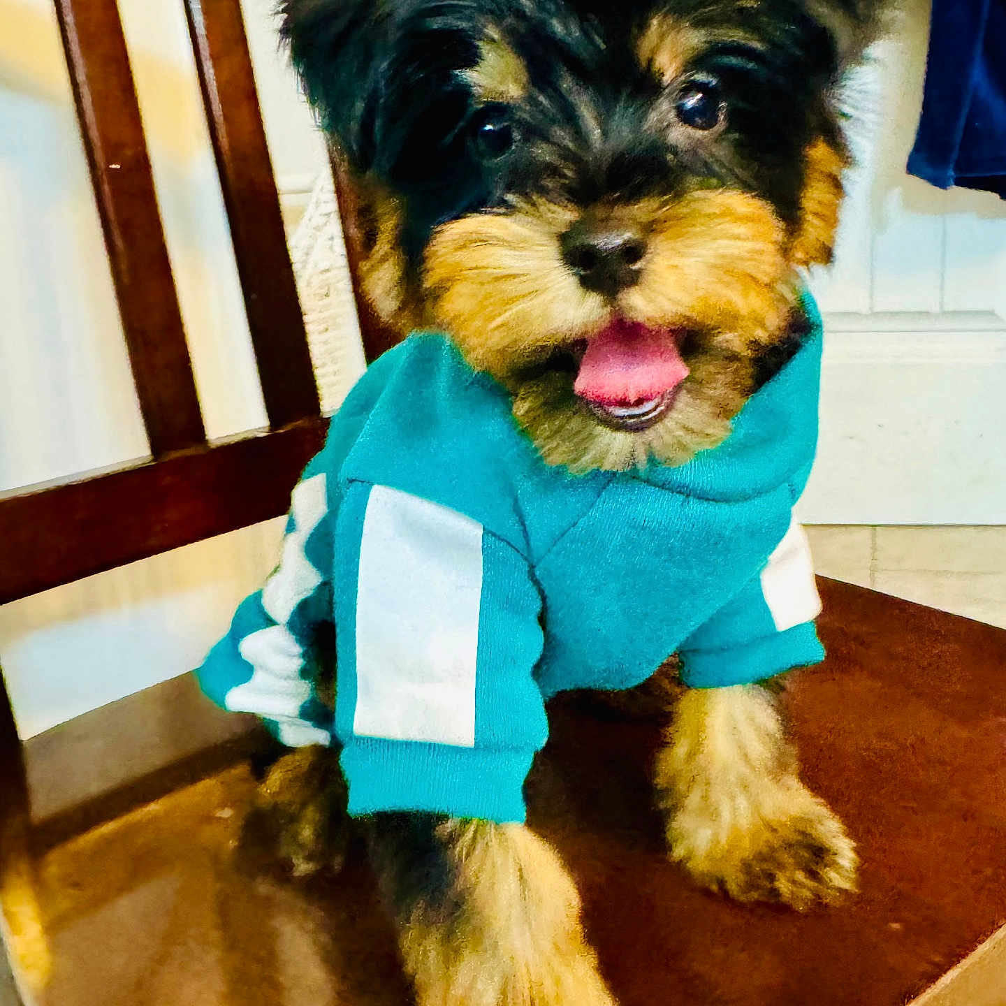 Bentley is registered to the contest to win money with this photo: affenpinscher, animal, canine, chair, clothing, coat, diningtable, dog, face, furniture, head, jacket, knitwear, person, pet, photography, portrait, puppy, table, terrier