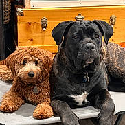 Khaza On Left Autumn joined the competition — help win amazing prizes! dog, pets, indoor, two_dogs, curly_fur, brindle_fur, pet_bed, brown_dog, black_dog, companion, animal, relaxed, looking_at_camera, floor, wooden_cabinet, furniture, domestic, cute, friendship, resting