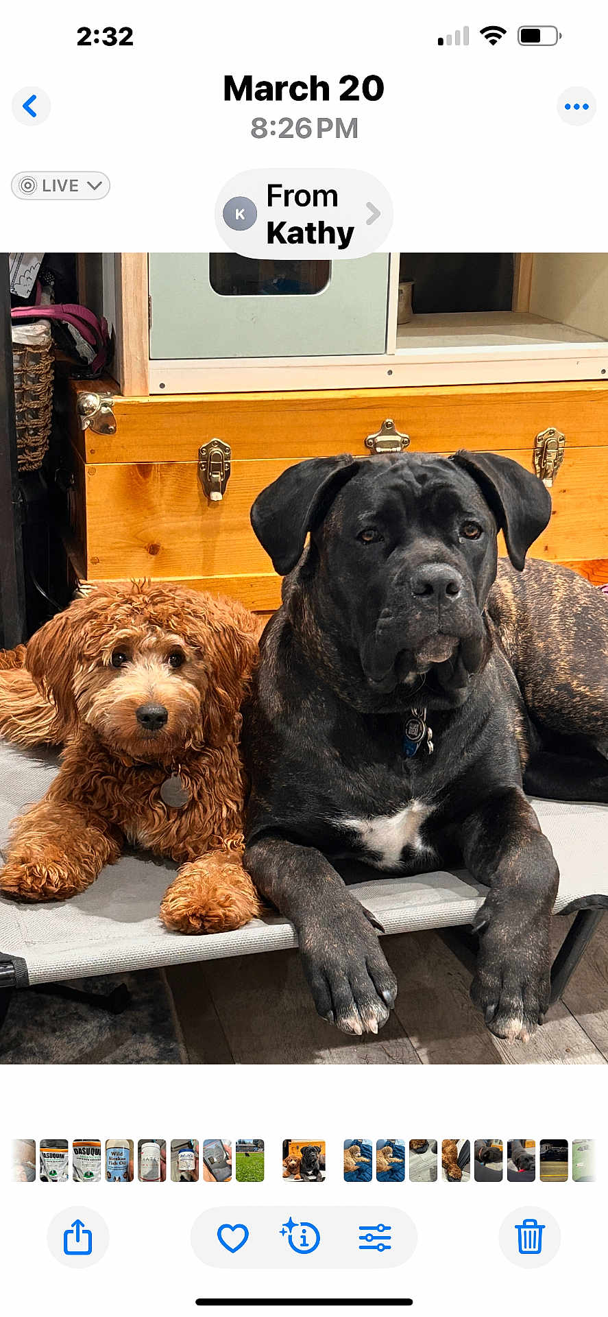 Khaza On Left Autumn joined the competition — help win amazing prizes! dog, pets, indoor, two_dogs, curly_fur, brindle_fur, pet_bed, brown_dog, black_dog, companion, animal, relaxed, looking_at_camera, floor, wooden_cabinet, furniture, domestic, cute, friendship, resting