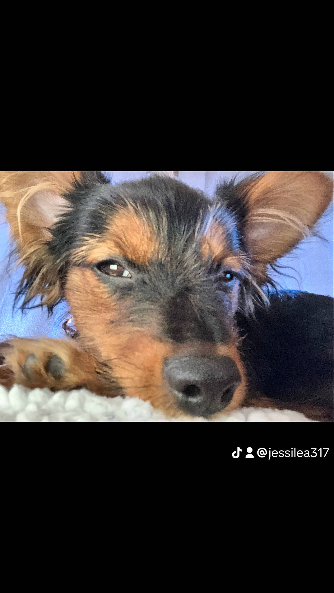 Scooby is registered to the contest to win money with this photo: canidae, carnivore, companion_dog, dog, dog_breed, ear, fur, paw, snout, sporting_group, terrestrial_animal, whiskers, working_animal, working_dog