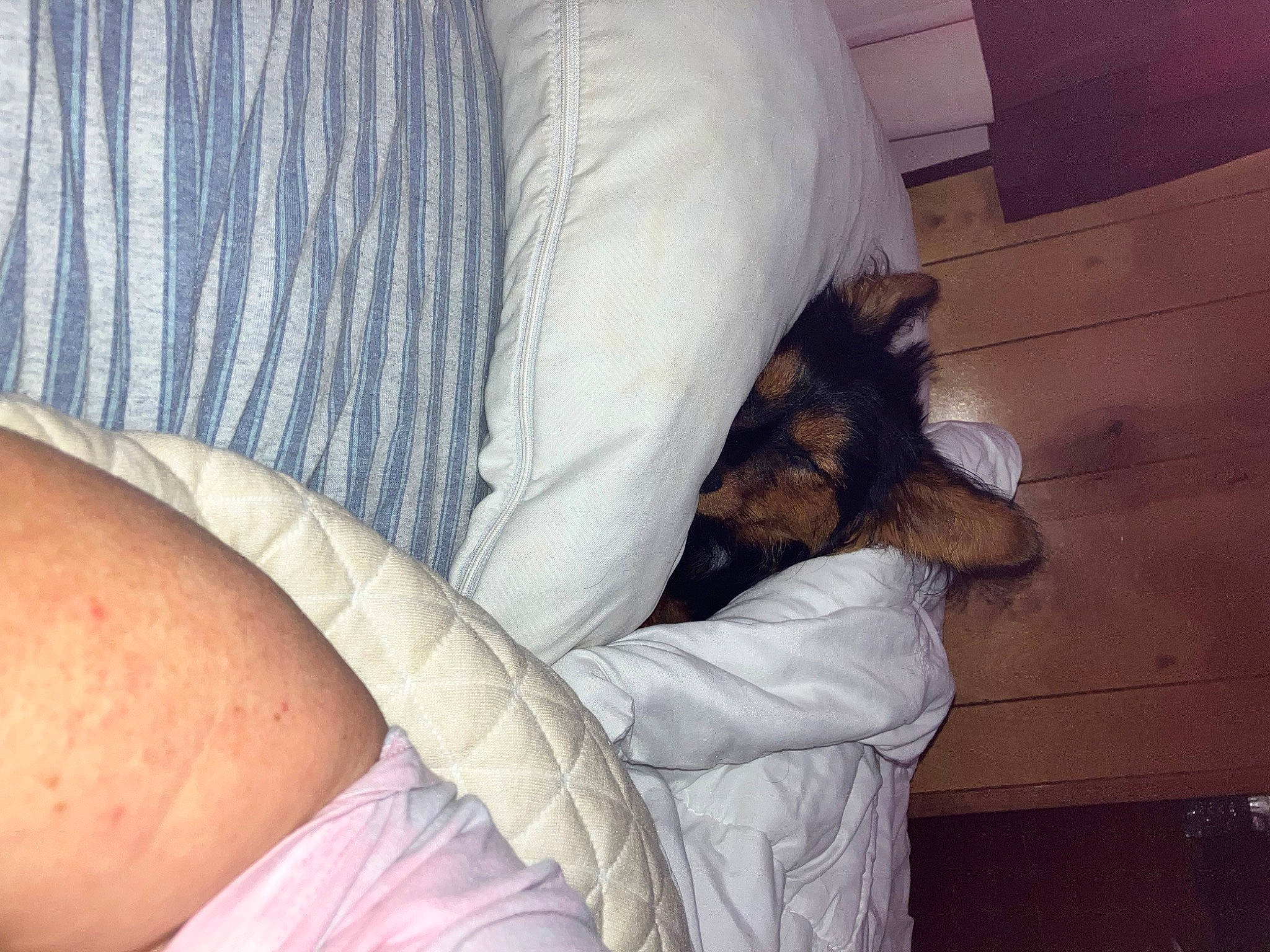 Scooby joined the competition — help win amazing prizes! abdomen, bedding, carnivore, chest, comfort, companion_dog, dog_breed, elbow, fawn, felidae, human_leg, knee, lap, linens, sleeve, small_to_medium_sized_cats, thigh, trunk, vertebrate, whiskers