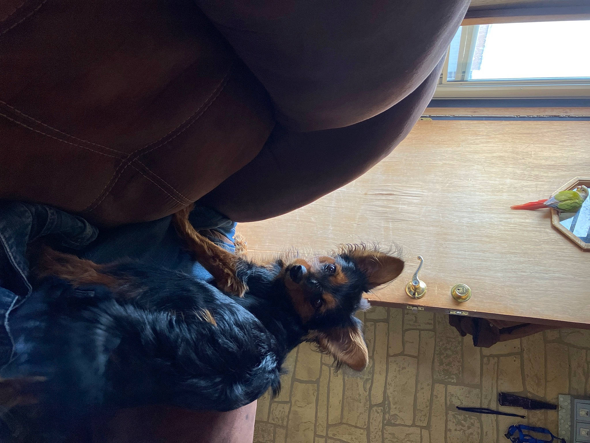 Scooby is registered to the contest to win money with this photo: canidae, carnivore, companion_dog, denim, dog, dog_breed, elbow, electric_blue, fawn, flooring, fun, fur, guard_dog, hardwood, human_leg, paw, sporting_group, tail, thigh, wood