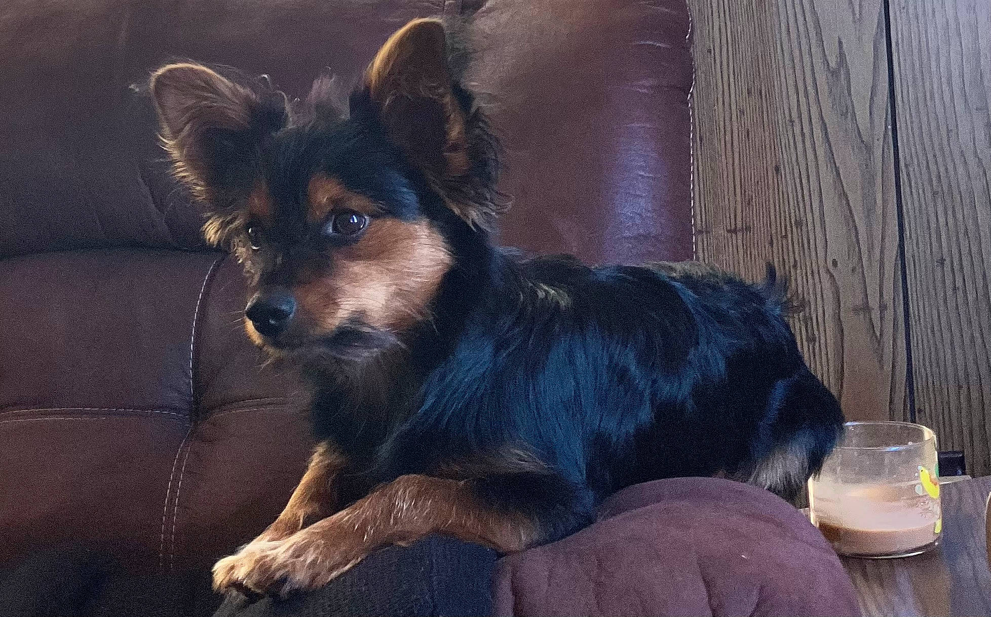 Scooby is registered to the contest to win money with this photo: beer, canidae, carnivore, cocktail, companion_dog, dog, dog_breed, dog_supply, drink, drinkware, fur, snout, sporting_group, tableware, terrestrial_animal, terrier, toy_dog, whiskers, working_animal, working_dog