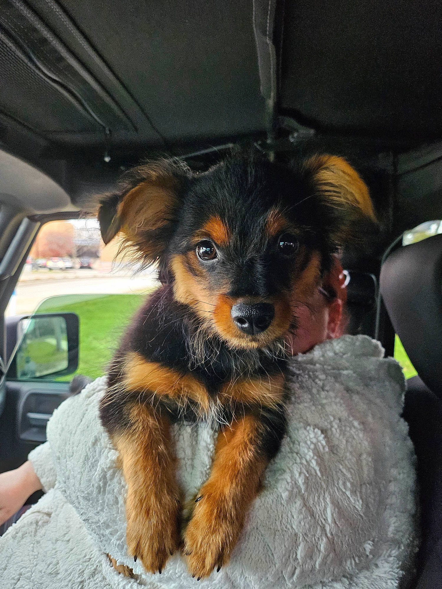 Scooby is registered to the contest to win money with this photo: canidae, car, carnivore, collar, companion_dog, dog, dog_breed, fawn, fur, hat, puppy, snout, sporting_group, toy_dog, vehicle, vehicle_door, whiskers, windshield, working_animal, working_dog