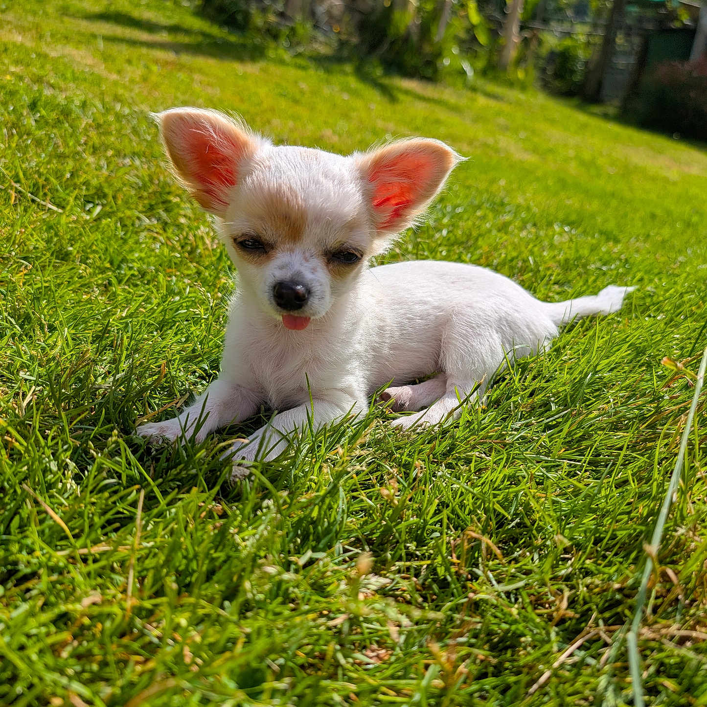Twister participe au concours pour gagner de l'argent avec cette photo : animal, canine, chihuahua, cockerspaniel, dog, field, grass, grassland, green, lawn, nature, outdoors, papillon, pet, plant, puppy, terrier, vegetation, whitedog, yard