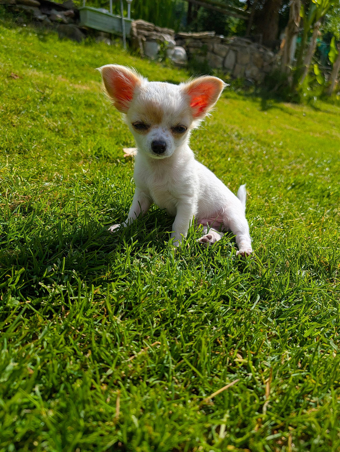 Twister participe au concours pour gagner de l'argent avec cette photo : animal, backyard, canine, chihuahua, dog, field, flower, grass, grassland, green, lawn, nature, outdoors, pet, plant, puppy, terrier, vegetation, whitedog, yard